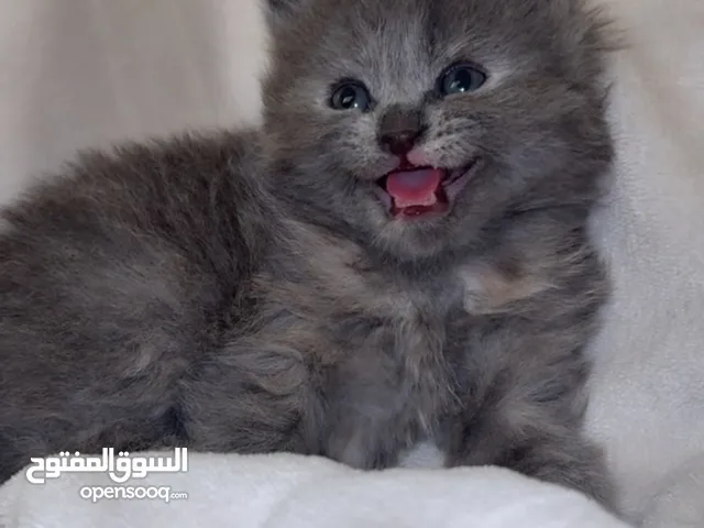 قط سكوتش فولد