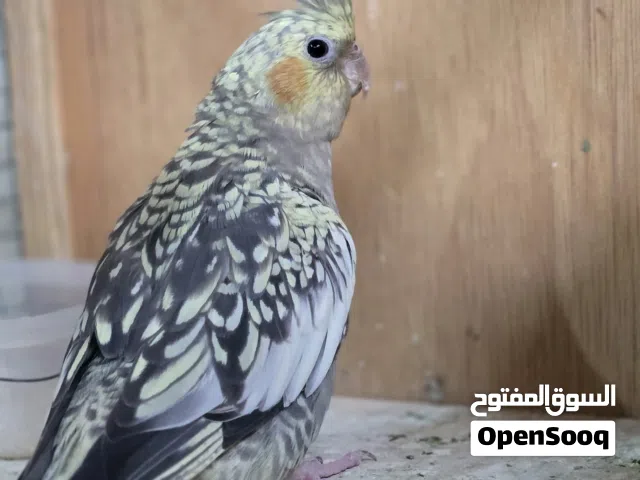 السلام عليكم رجاً اقرو الوصف شراي راسلني