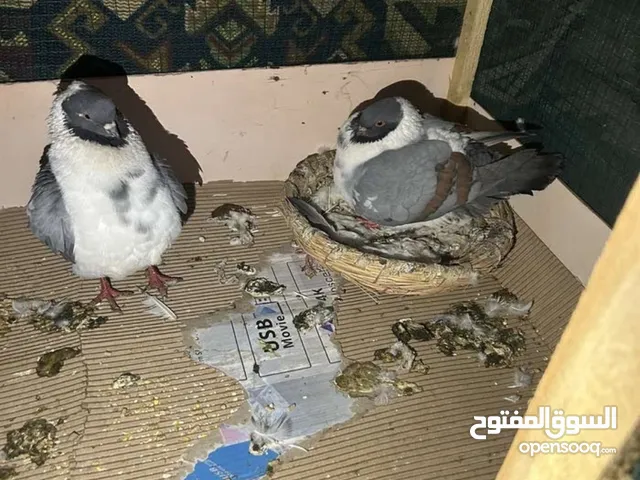 حمام للبيع كنك ورواعب