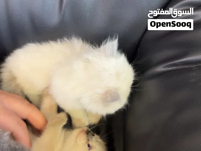 5 قطط سكوتش مع هيملايا الاعمار شهر واحد فقط الوان مختلفه جميله يحبون العب