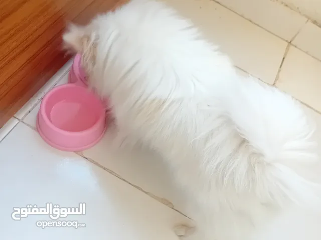 كلبه للبيع حجم صغير جدا