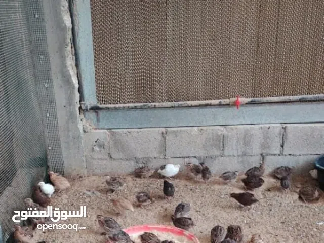 دواجن للبيع