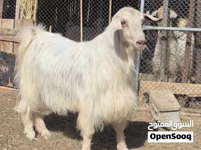 للبيع تيس فحل من حلال الجواميد الوصف مهم