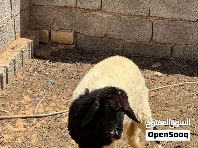 فطيمة بسم الله مشاءالله فطيمة صحة وسمن وعلوي تبارك الله السعر البيع 1500 وربي يبارك في رزق الجميع