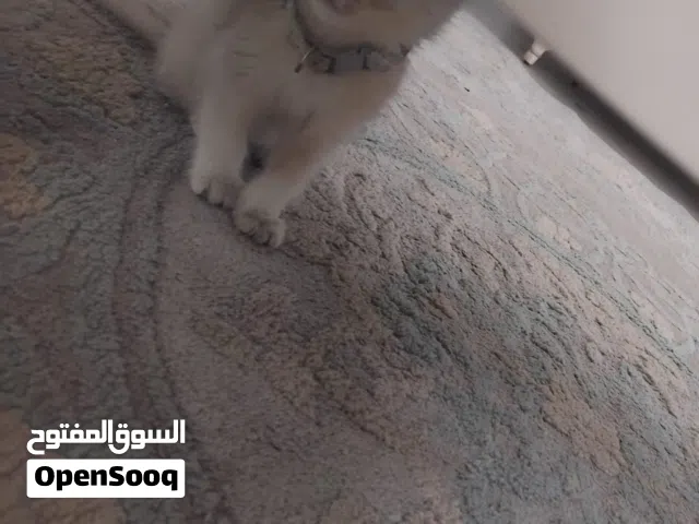 قطه اشتريت مع كامل اغراضه للبيع