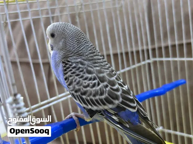 بادجي أليف  للبدل اقرٱ الوصف