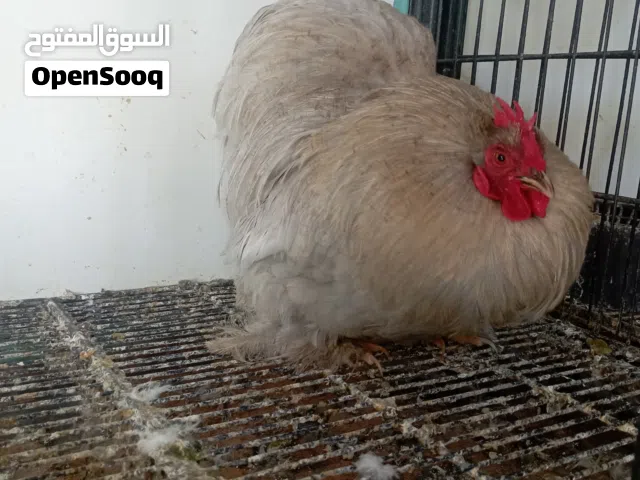 أسترالي لافندر