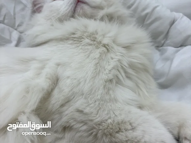 قطة شيرازي لطيفه كلش ونضيفه