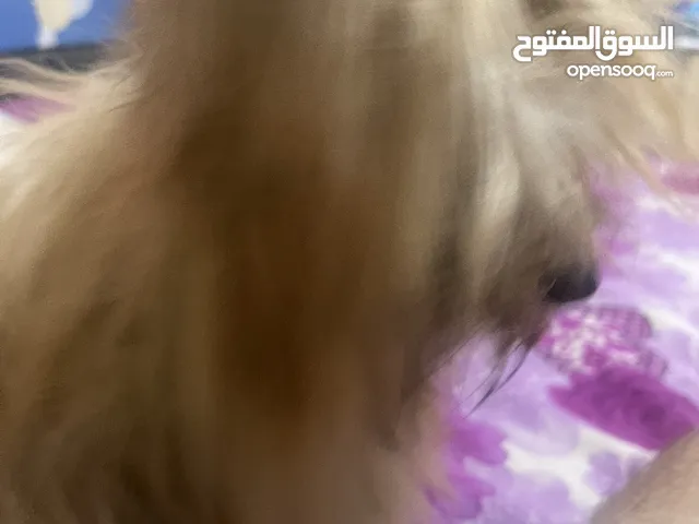 مالتيز انثي تربيه منزل