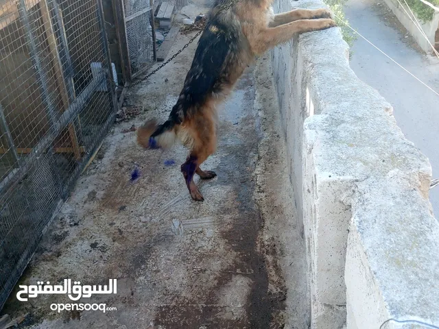 كلبي جيرمن شيبرد أو نثي روت سعره مغري