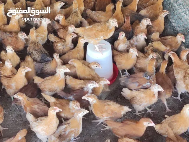 للبيع دجاج الفرنسي الاحمر البيور عمر شهر و10ايام
