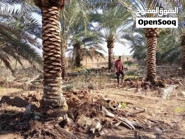 نخيل مثمر نخل واشنطونيا الزينة