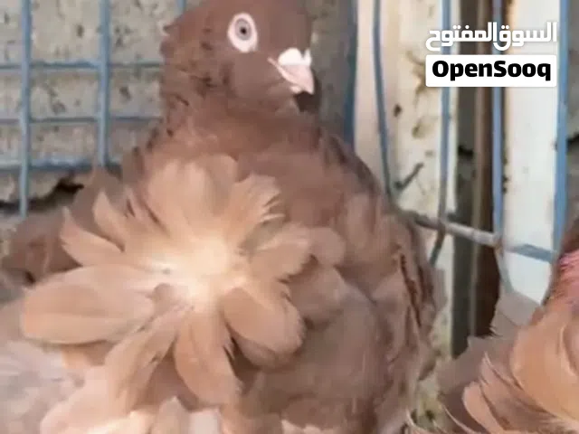 زوجين كشكي