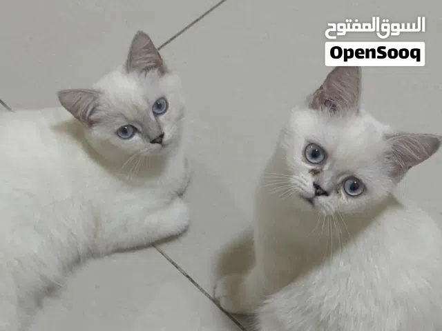 قطط لـلتبني بِرسوم