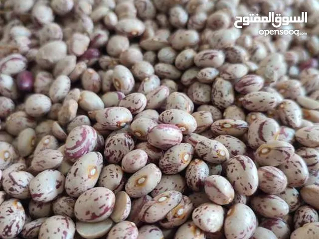 فاصوليا شيتي خمین بجودة عالية – لتجار الجملة والمستوردين في العراق