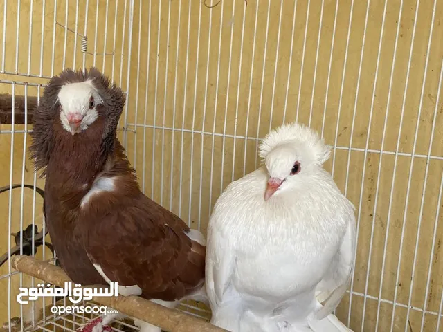 حمام بوفوطه للبيع ماشاءالله حمام ياكل ويشرب وصحته طيبه وومنتازه ومايشمي مننننن اي شي وصحته طييييييبه