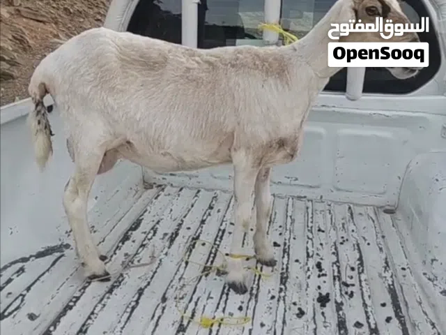 جيعده فول سمنه