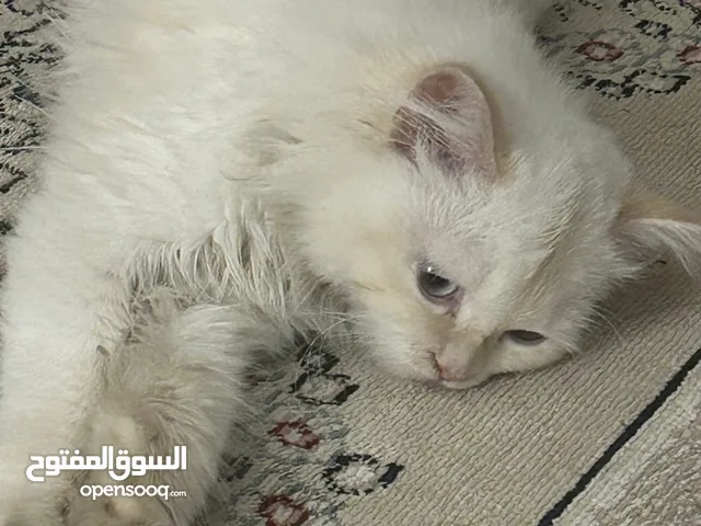 قطه للتبني ضائعه او ملاكها فقدوها