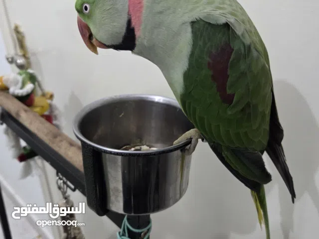 بغبغاء نيبالي اليف يتكلم بطلااااااقة وطيران حر ماشاءالله تبارك الرحمن. شوف الوصف