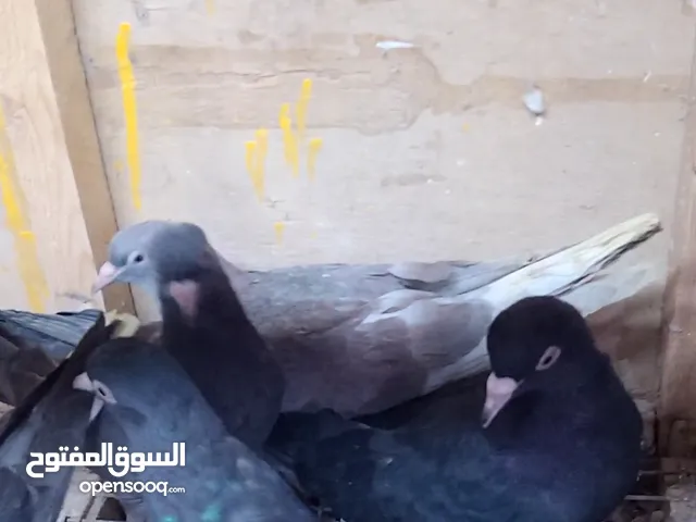 متوفر حمام لوت وتور مال بيت ماطايرات