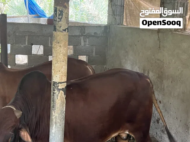 ثور صومالي للبيع مطعوم 7 أشهر وزيادة