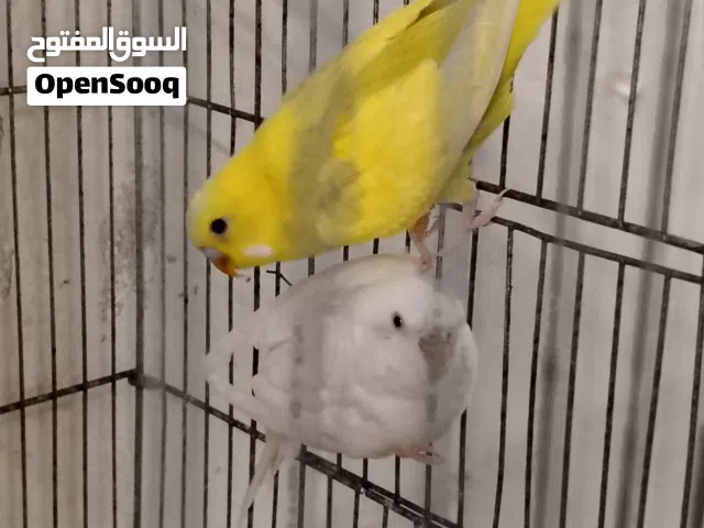 متوفر جوز حب بسعر ممتاز طيرة البينو وفحل بلدي  اقرا الوصف.ضروري....................................