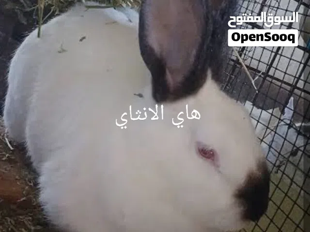 فراخ أرانب عمر شهر كلفورني بيور