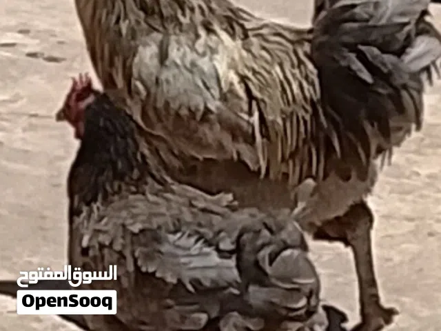بسم الله توكلنا على الله دجاجه وديك وطنيتا صحتهن لاقو ال بالله للبيع حرق صاحبي الوتي مكان الكويفيه