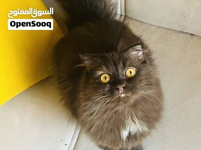 للبيع انثى  لونج هير
