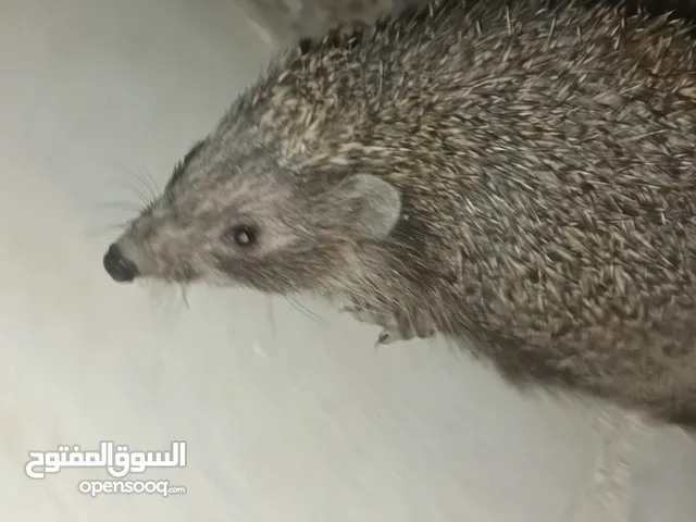 قنافذ للبيع