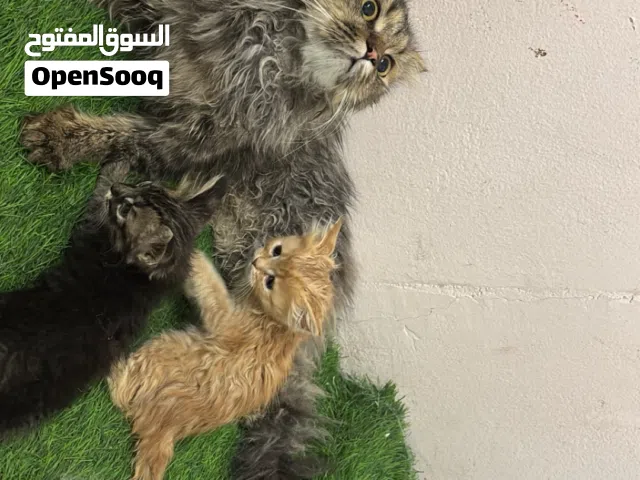 للبيع قطط أليفات