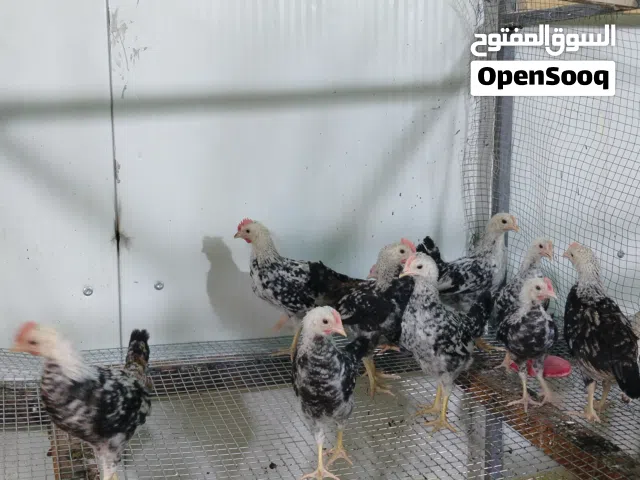 متاح ديوجه دندراوي من امهات فواتح مكاني بصره جمعيات الاسكان شارع الميثاق عمرهن شهر ونص
