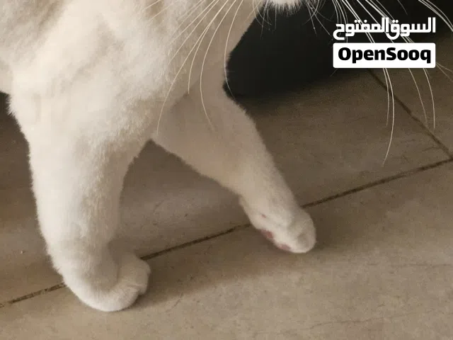 قطط لتبني عدد 2 الام سكوتش ستريت والاب شيرازي