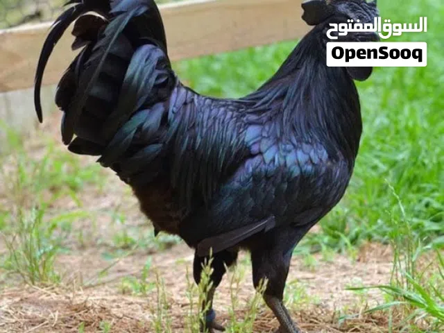 السلام عليكم ورحمة الله وبركاته