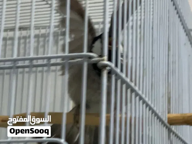 عدد 2 بلبل تغريد طيب