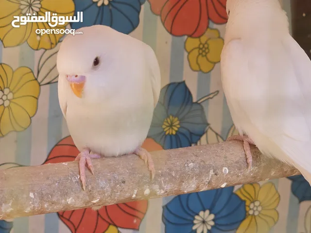 للبيع زوج افحله طيور حب هولندي اصلي ابيض صحه ونشاط ماشاء الله مكاني 5ميل السعر 10 الف