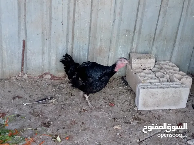 جوز حبش ما شاء الله صحه ونضافة