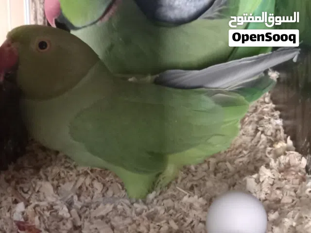 بغبغاء دره زوج منتج ممضون