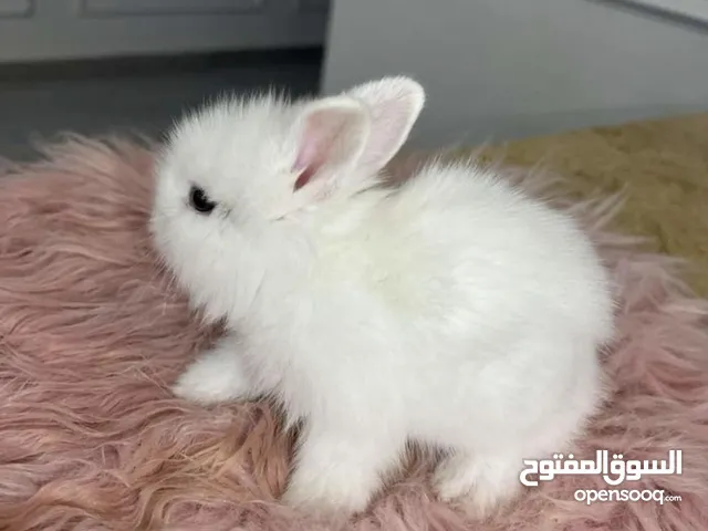 الأرنب القزم