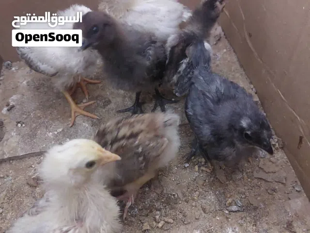كتكوت عربي وقطني وبانكس للبيع العدد 7