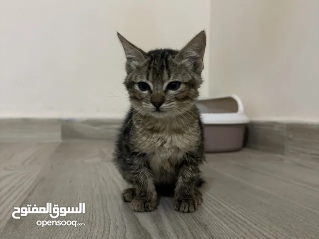 قطه للتبني