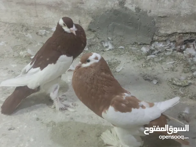 متاح جواز زق شغالة ومكفولة وشوية فراخ