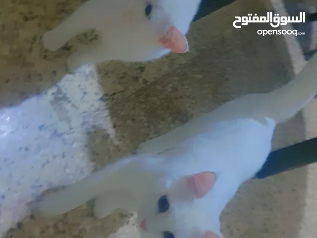 قطط للبيع لعدم تفرغ ذكر وانثى العمر 7 شهور بسعر البلاش ماخذين جميع تطاعيم العرض ليومين فقط