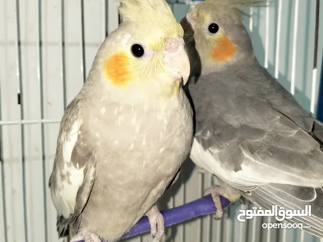 cocktail parrot couple // زوج ببغاء كوكتيل