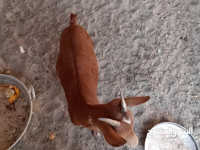 تيس مال صلاله