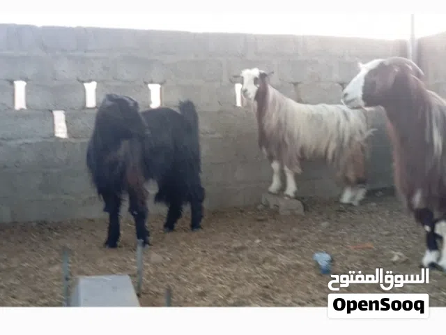 جدايه للبيع