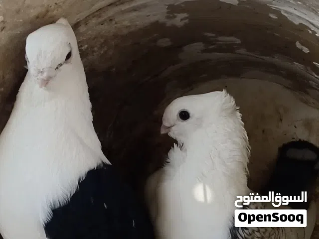 حمام حب رمان