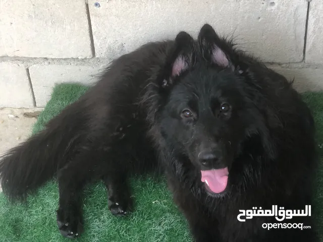 للبيع جيرمن بلاك