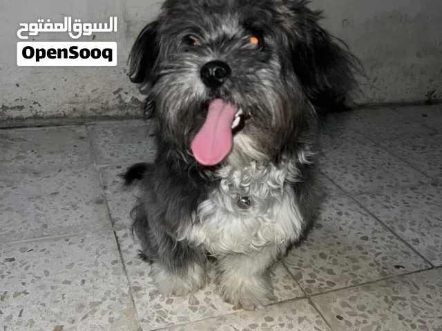 كلب مالتيز ذكر بيور