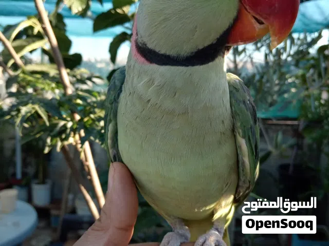 ماشاء الله. ببغاء كساندرا ذكر ضخم جدا اليف جدا جاهز جيزة